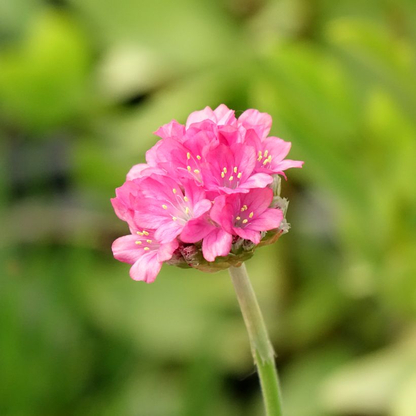 Armeria Ornament - Strand-Grasnelke (Blüte)