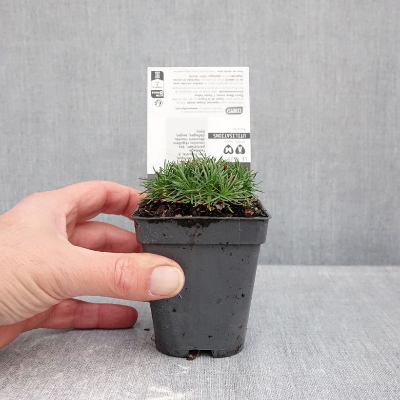 Exemplar von Armeria juniperifolia Bevan s Variety - Zwerg-Grasnelke Kleine Töpfe von 8/9 cm wie im Herbst geliefert