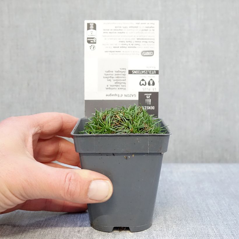 Exemplar von Armeria juniperifolia Bevan s Variety - Zwerg-Grasnelke Kleine Töpfe von 8/9 cm wie im Winter geliefert