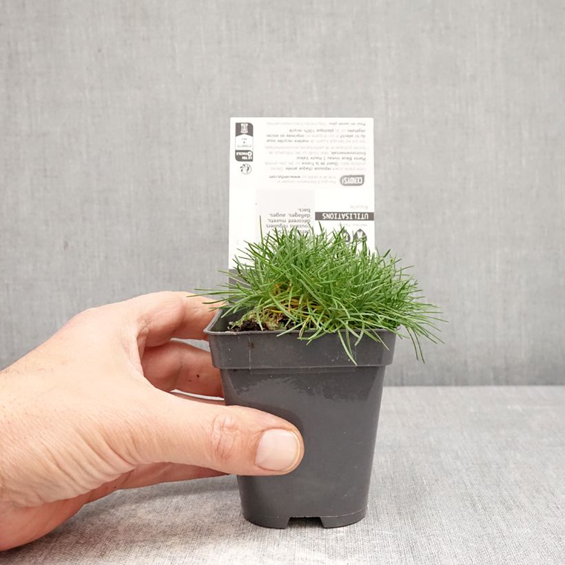 Exemplar von Armeria juniperifolia Bevan s Variety - Zwerg-Grasnelke Kleine Töpfe von 8/9 cm wie im Frühjahr geliefert