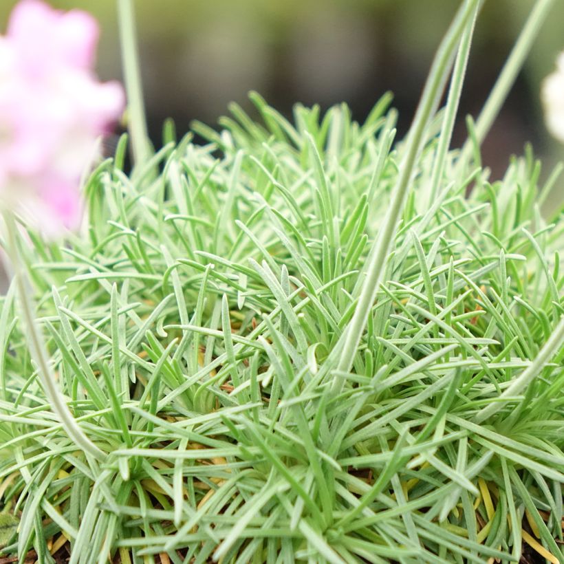 Armeria juniperifolia Bevan s Variety - Zwerg-Grasnelke (Laub)