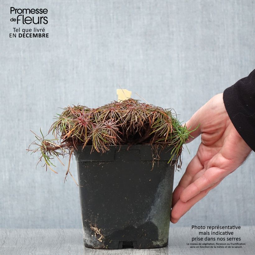 Exemplar von Armeria maritima splendens - Strand-Grasnelke Topf mit 2L/3L wie im Herbst geliefert