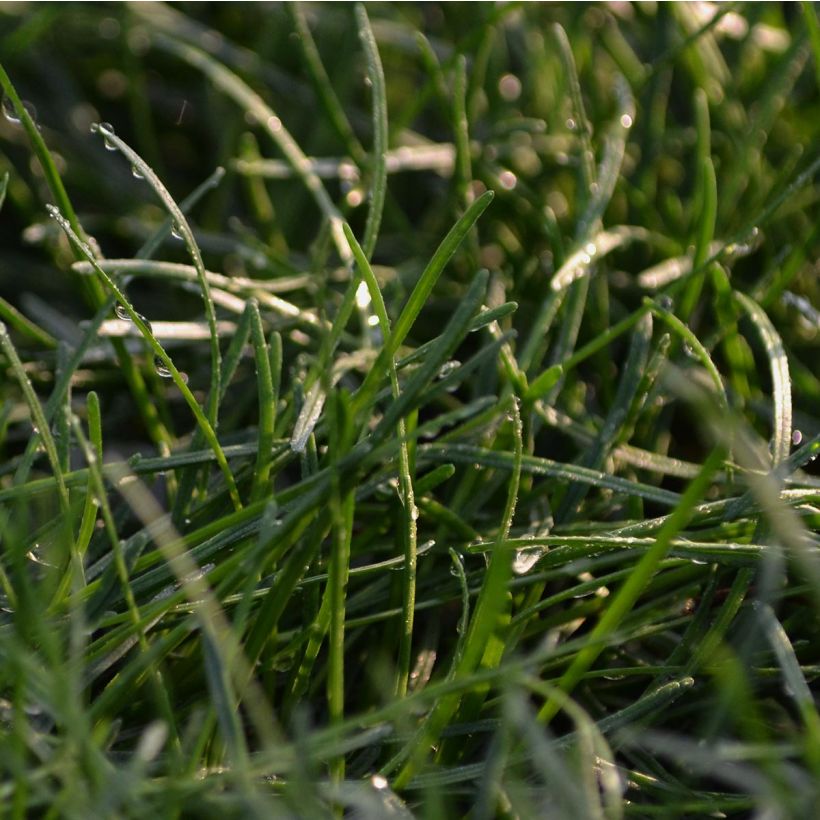 Armeria maritima Rosea - Strand-Grasnelke (Foliage)