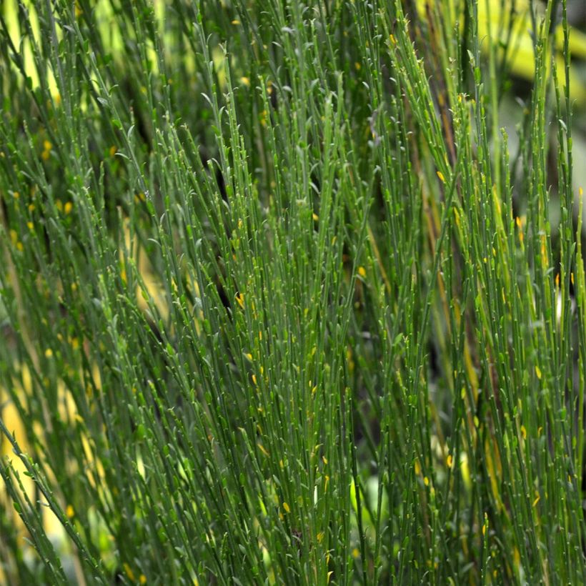 Edelginster Ruby - Cytisus scoparius (Foliage)
