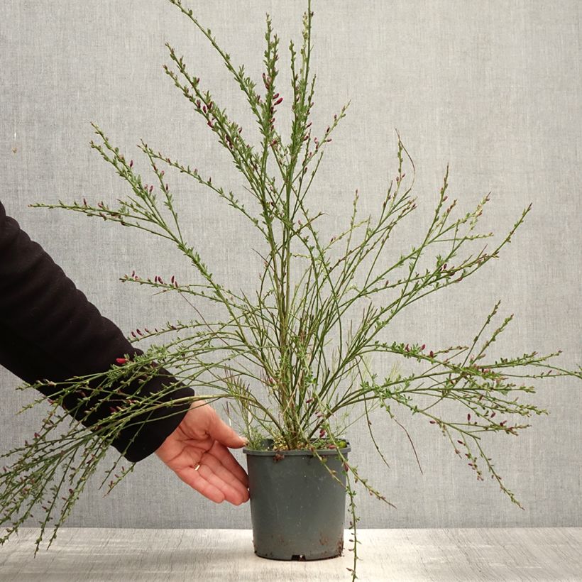 Example of Edelginster Burkwoodii - Cytisus scoparius Topf mit 2L/3L as you get in printemps