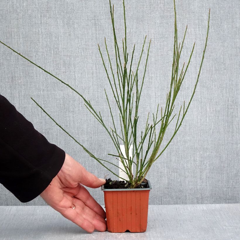 Exemplar von Edelginster Goldfinch - Cytisus scoparius Kleine Töpfe von 8/9 cm wie im Frühjahr geliefert