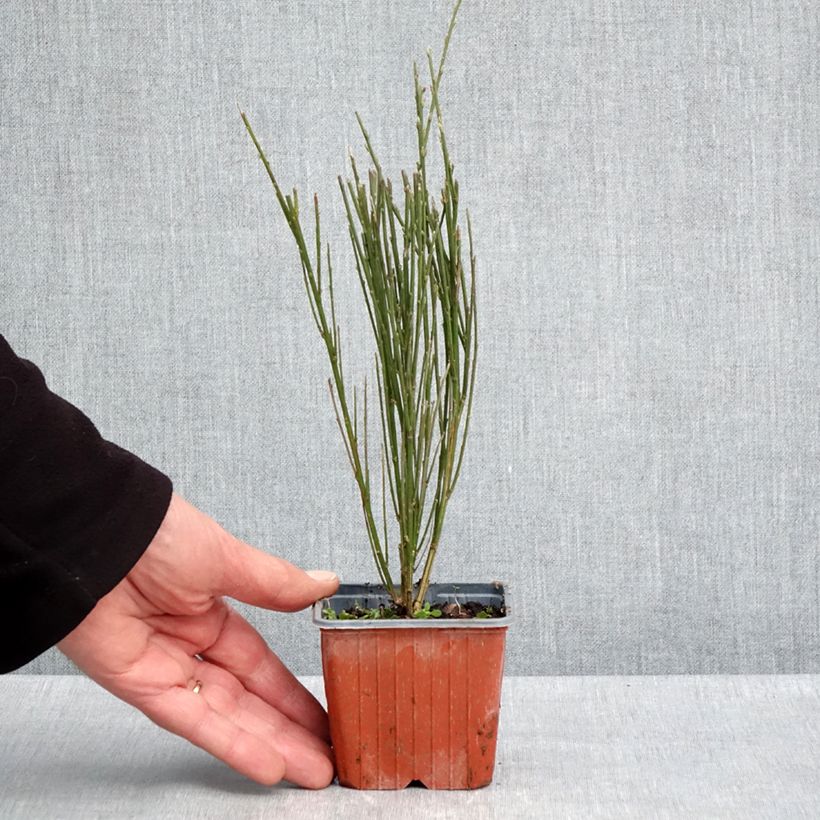 Example of Edelginster Luna - Cytisus scoparius Kleine Töpfe von 8/9 cm as you get in printemps