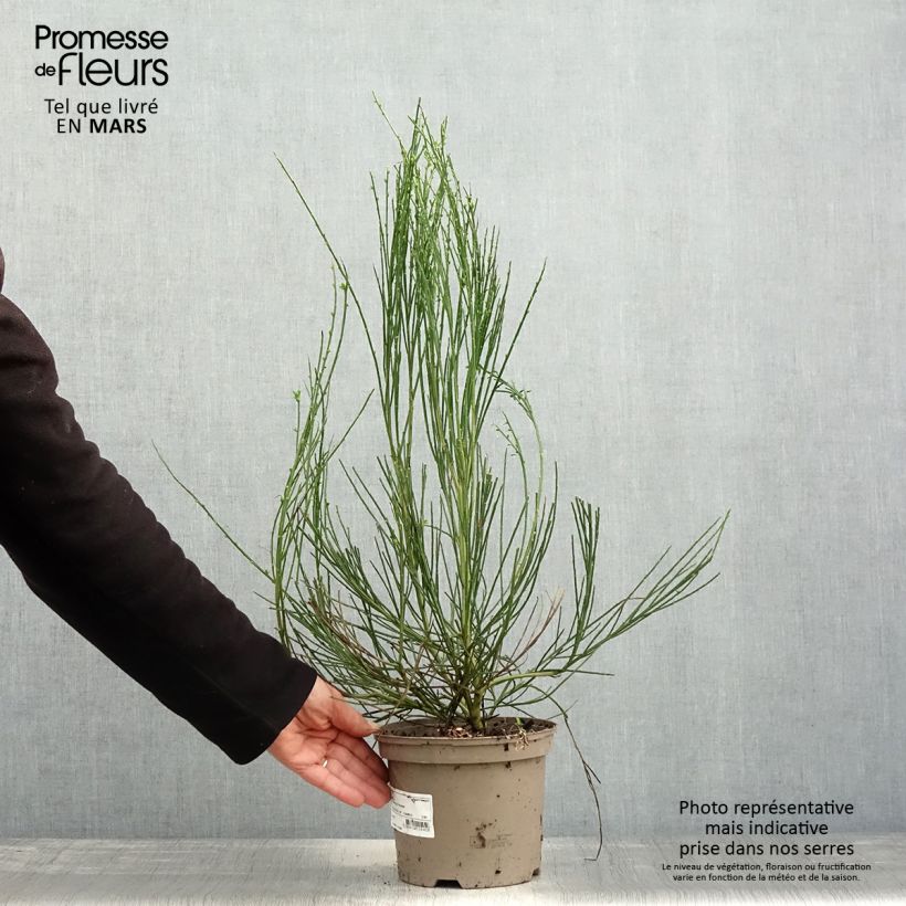 Exemplar von Edelginster Vanesse - Cytisus scoparius Topf mit 2L/3L wie im Frühjahr geliefert