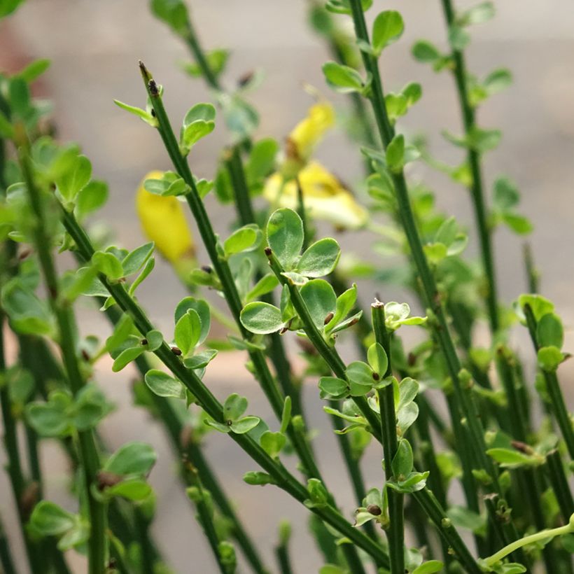 Edelginster Vanesse - Cytisus scoparius (Laub)