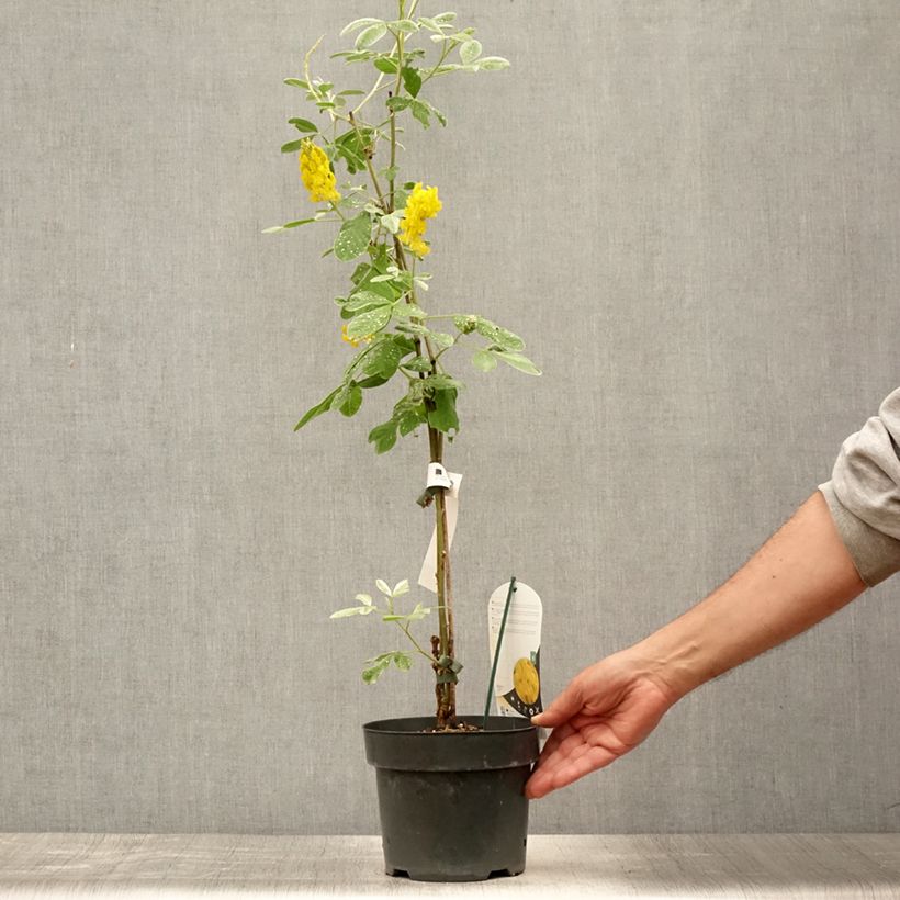 Exemplar von Cytisus battandieri - Marokkanischer Ginster Topf mit 3L/4L wie im Sommer geliefert