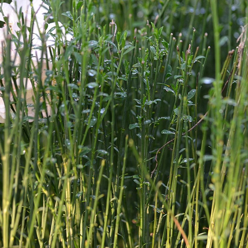 Besenginster Zeelandia - Cytisus procumbens (Foliage)