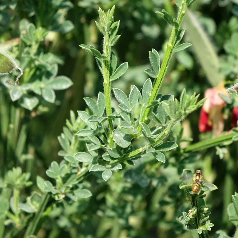 Edelginster Palette - Cytisus scoparius (Foliage)