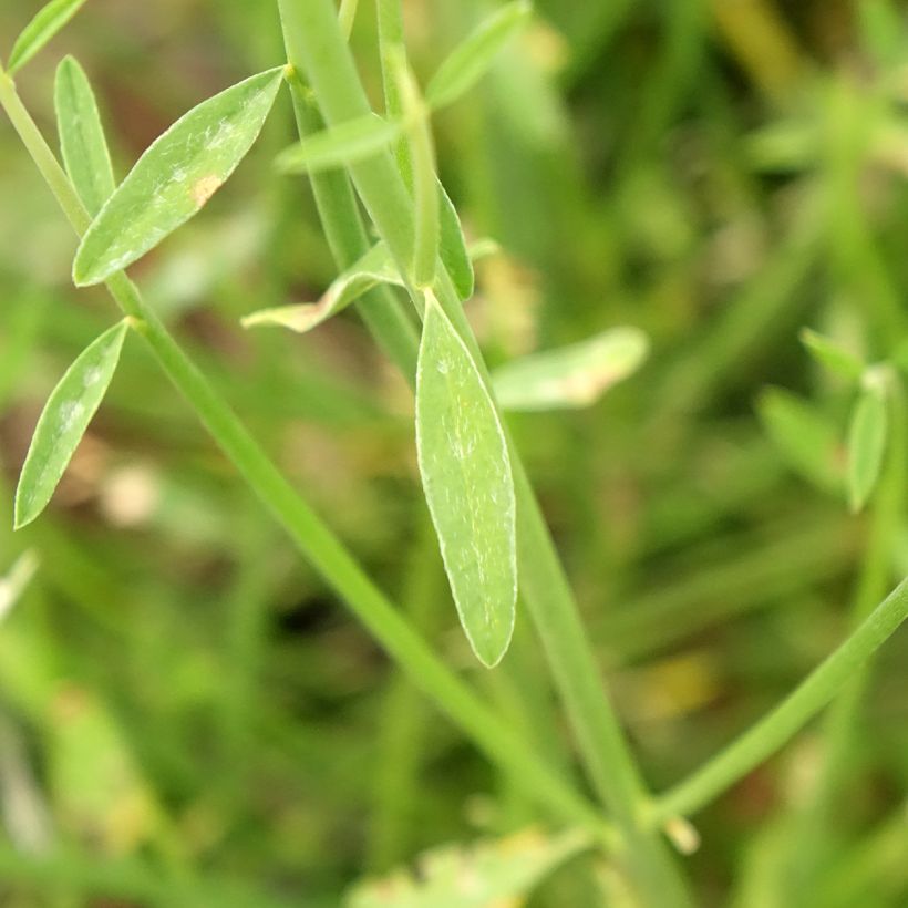 Spartium junceum - Pfriemenginster (Laub)