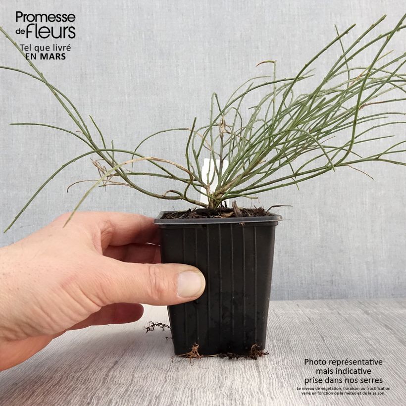 Exemplar von Stein-Ginster - Genista lydia Kleine Töpfe von 8/9 cm wie im Frühjahr geliefert