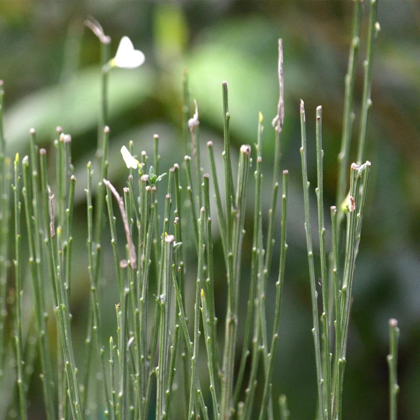 Elfenbeinginster Albus - Cytisus praecox (Foliage)