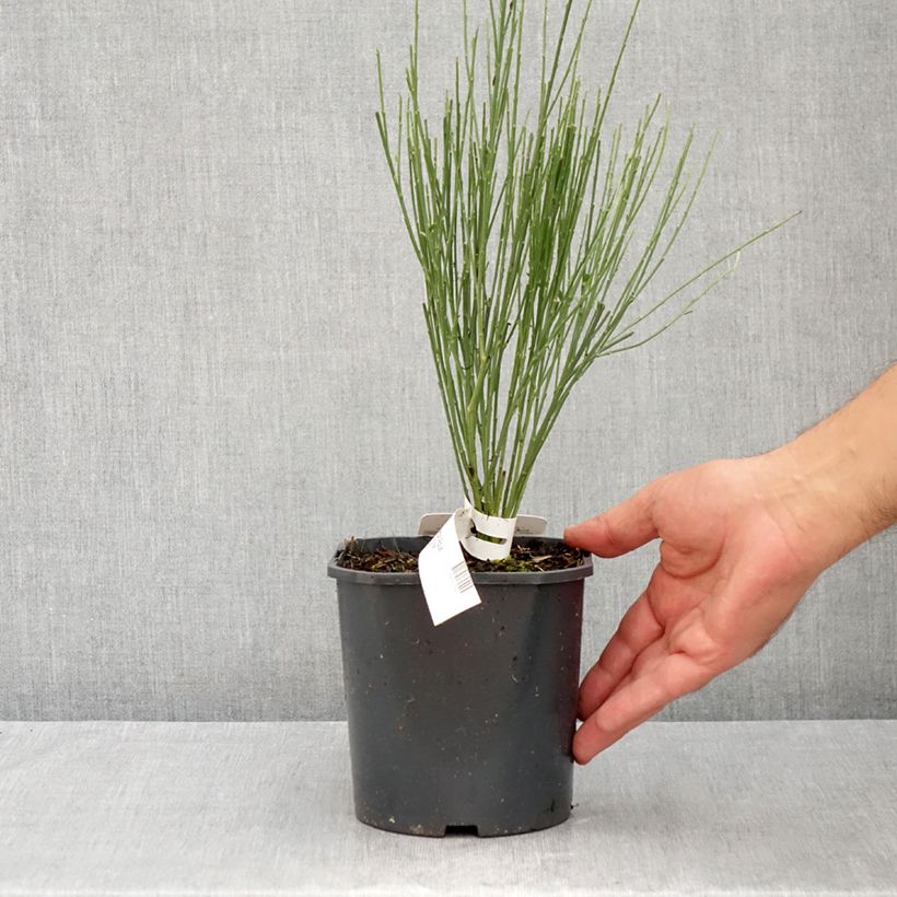 Exemplar von Elfenbeinginster Albus - Cytisus praecox Topf mit 2L/3L wie im Sommer geliefert