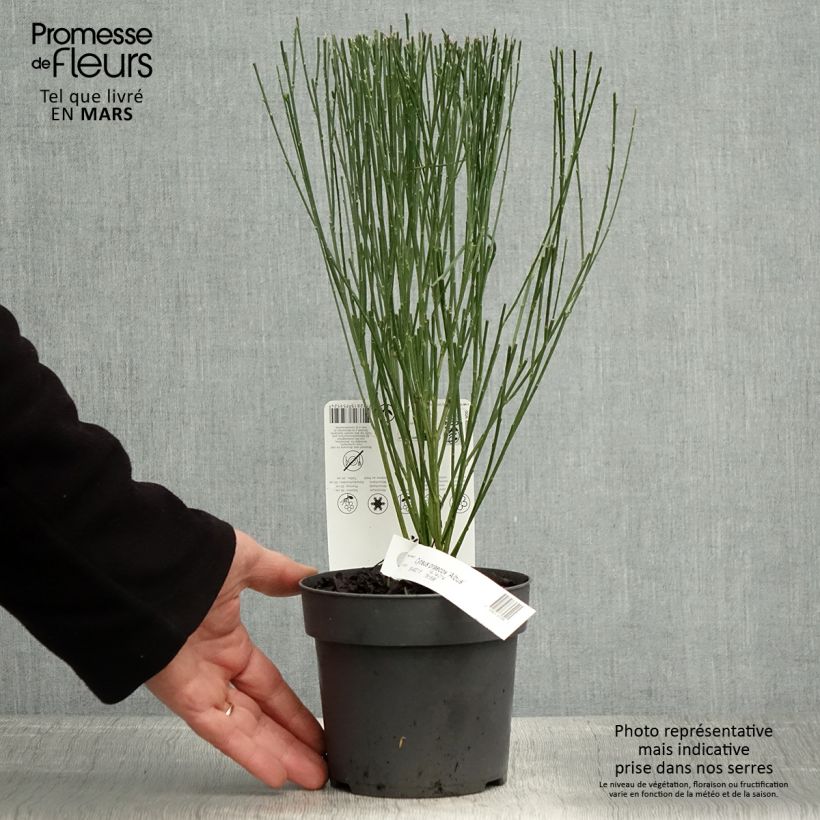 Example of Elfenbeinginster Albus - Cytisus praecox Topf mit 2L/3L as you get in printemps