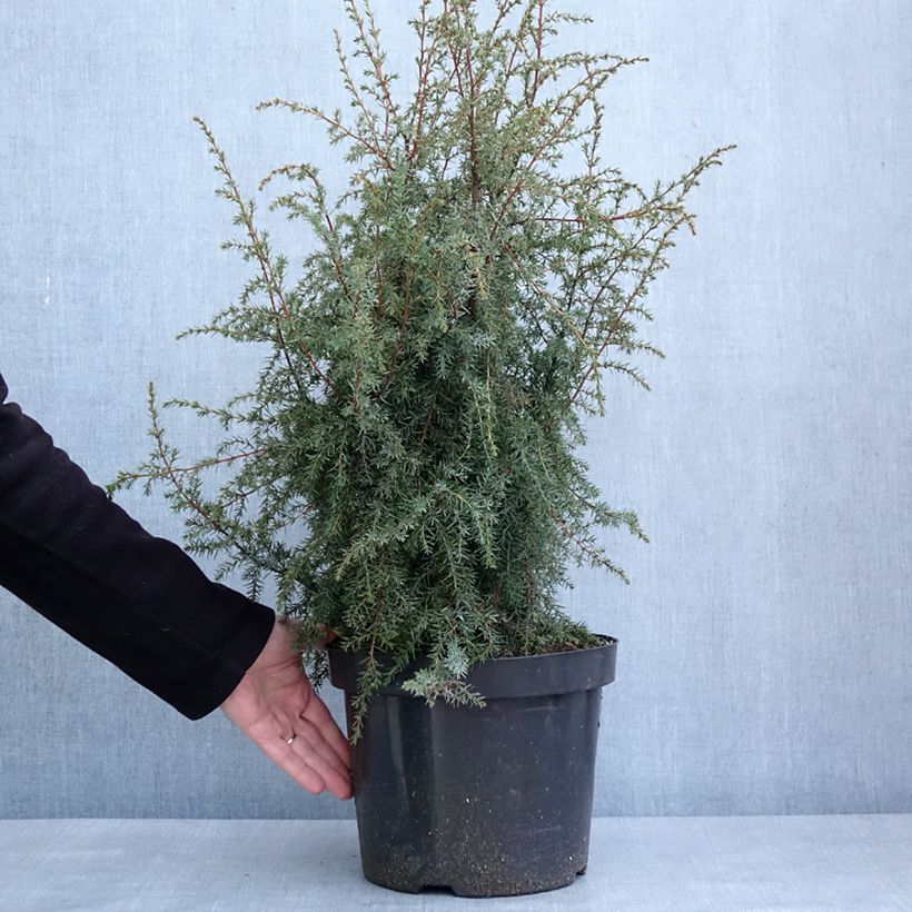 Exemplar von Genévrier commun - Juniperus communis Hibernica Pot de 7,5L/10L wie im Winter geliefert