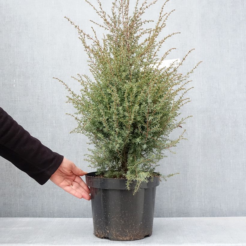 Example of Juniperus communis Hibernica Topf mit 7,5L/10L as you get in printemps