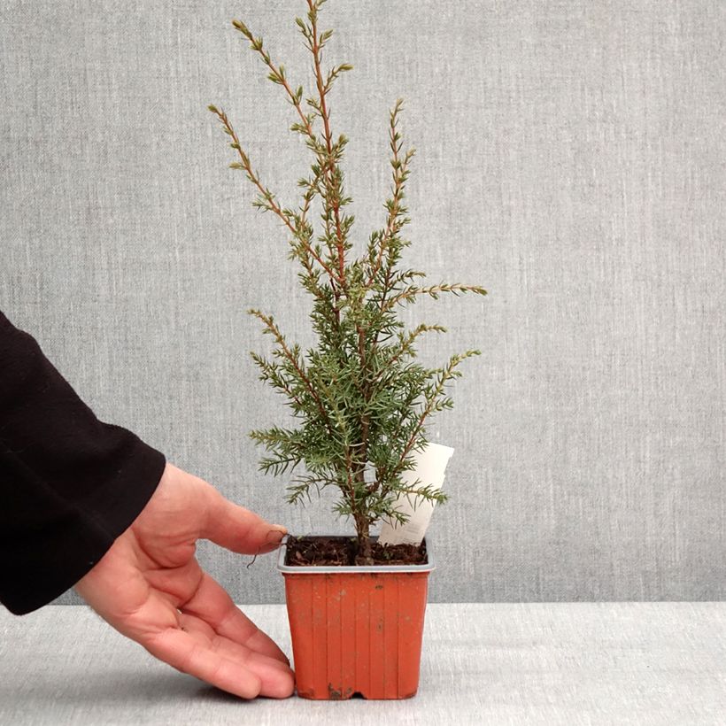 Exemplar von Genévrier commun - Juniperus communis Hibernica Godet de 8/9 cm wie im Winter geliefert