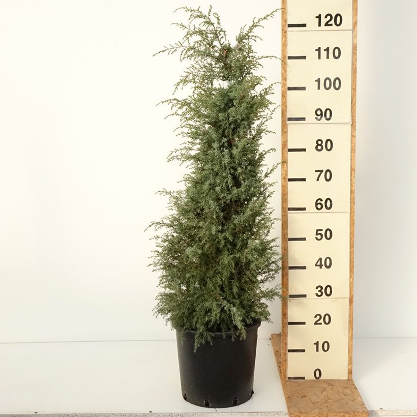 Exemplar von Juniperus communis Pyramidalis Topf mit 12L/15L wie im Herbst geliefert