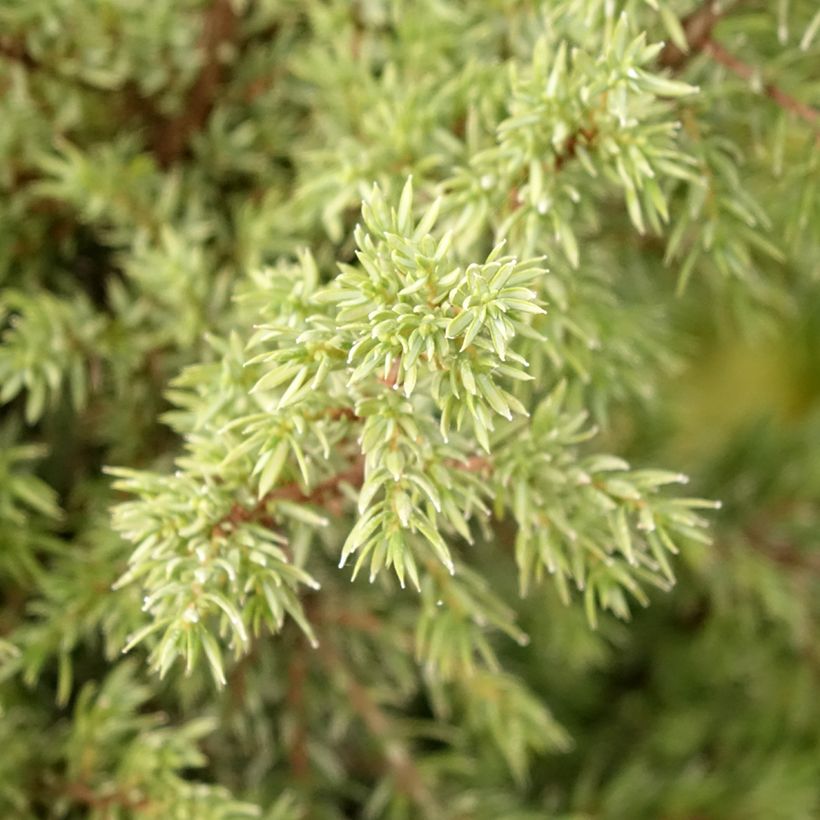 Juniperus communis Pyramidalis (Laub)