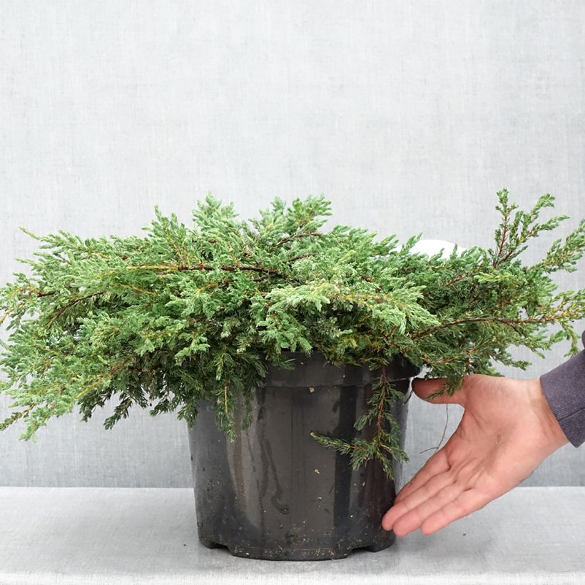 Exemplar von Juniperus communis Repanda Topf mit 7,5L/10L wie im Frühjahr geliefert