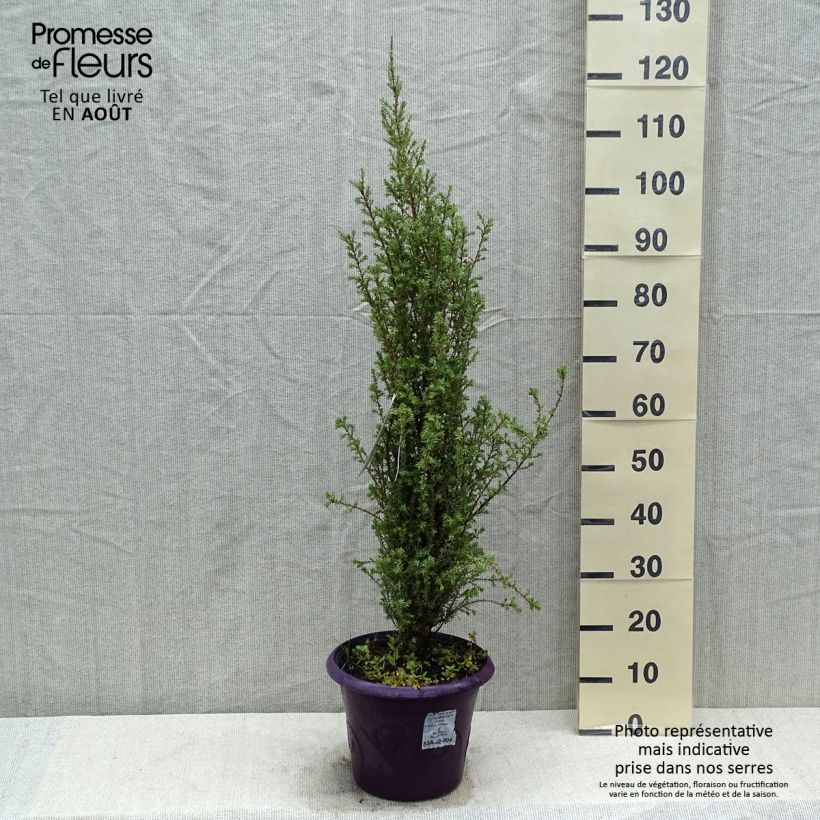 Exemplar von Juniperus communis Sentinel Topf mit 7,5L/10L wie im Sommer geliefert