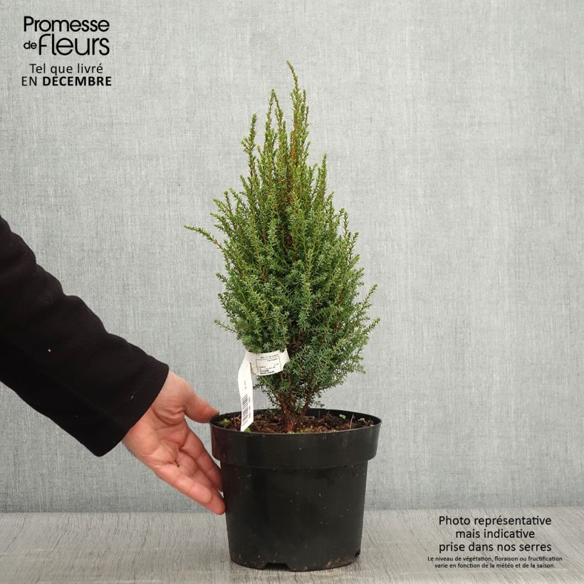 Exemplar von Juniperus communis Compressa Topf mit 2L/3L wie im Herbst geliefert