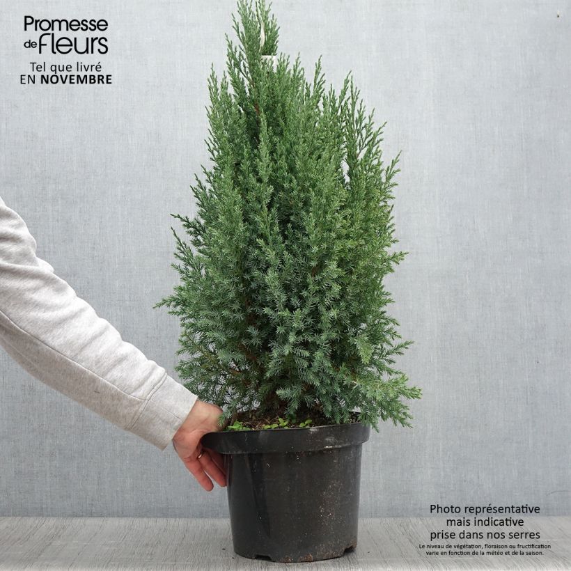 Exemplar von Juniperus chinensis Stricta Topf mit 7,5L/10L wie im Herbst geliefert