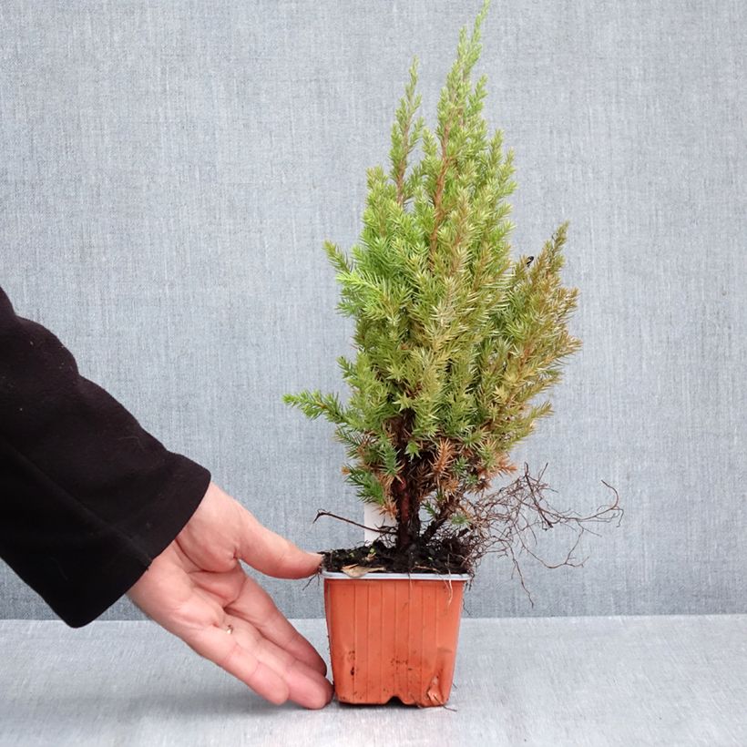 Exemplar von Juniperus chinensis Stricta Kleine Töpfe von 8/9 cm wie im Herbst geliefert