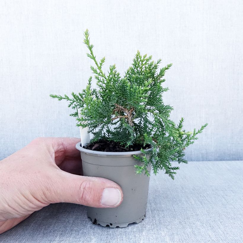 Exemplar von Juniperus pfitzeriana Compacta Kleine Töpfe von 8/9 cm wie im Frühjahr geliefert