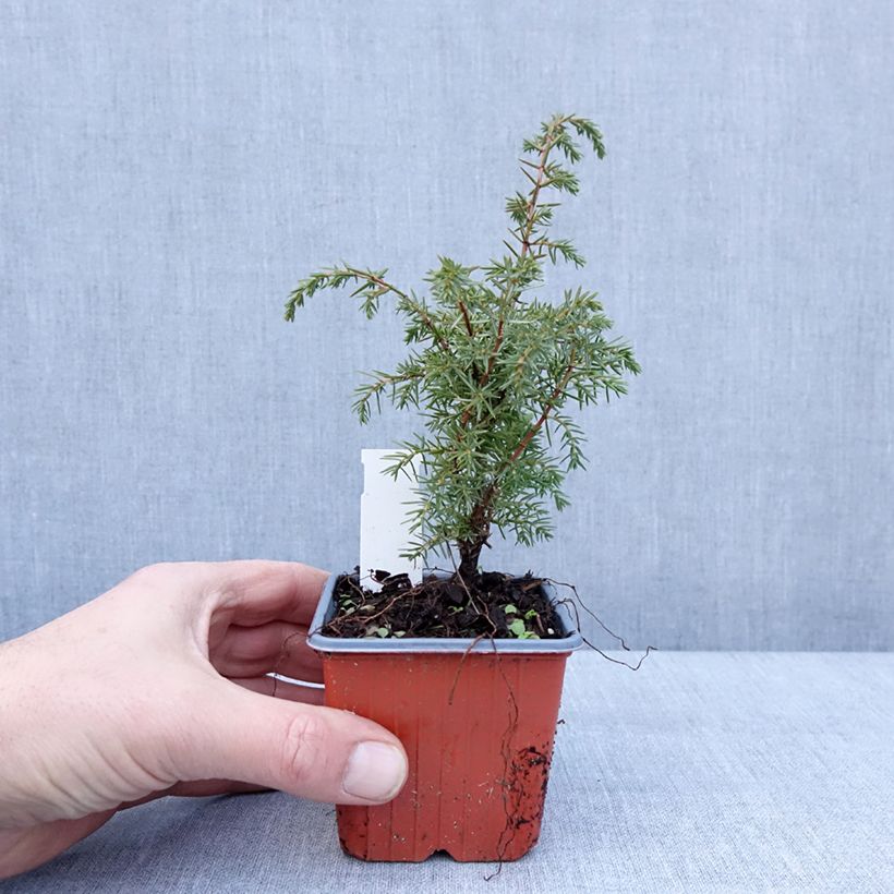 Exemplar von Genévrier de Suède - Juniperus communis Suecica Godet de 8/9 cm wie im Winter geliefert