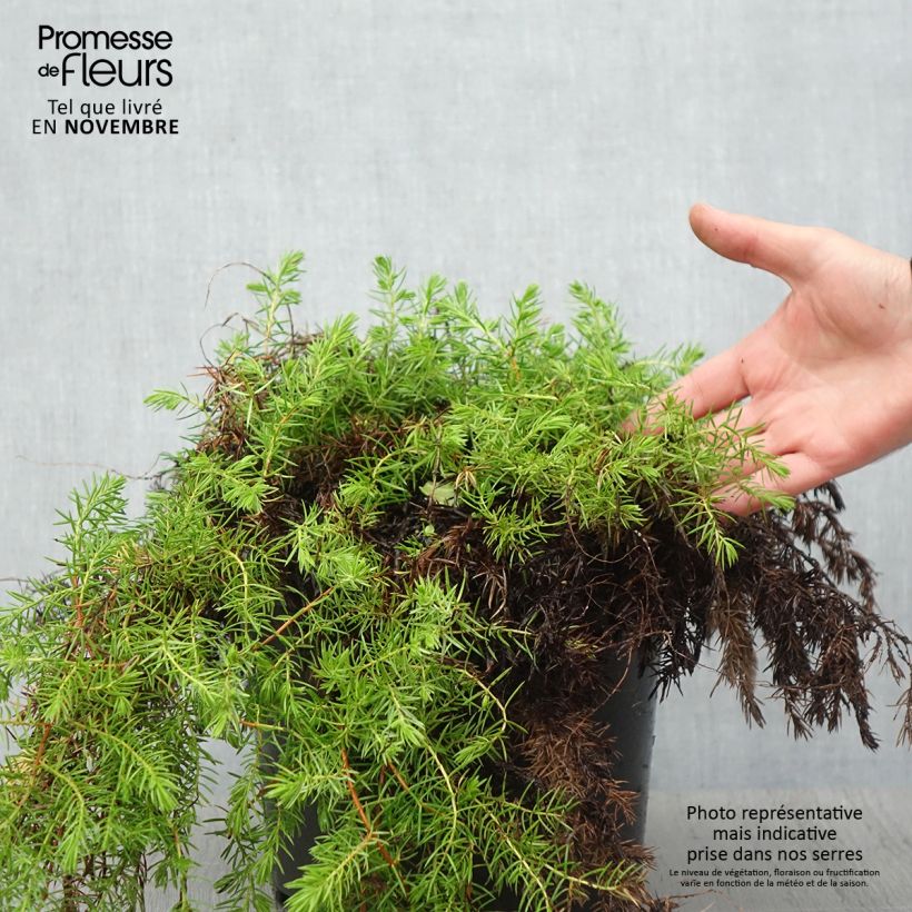 Exemplar von Juniperus conferta All Gold Topf mit 7,5L/10L wie im Herbst geliefert