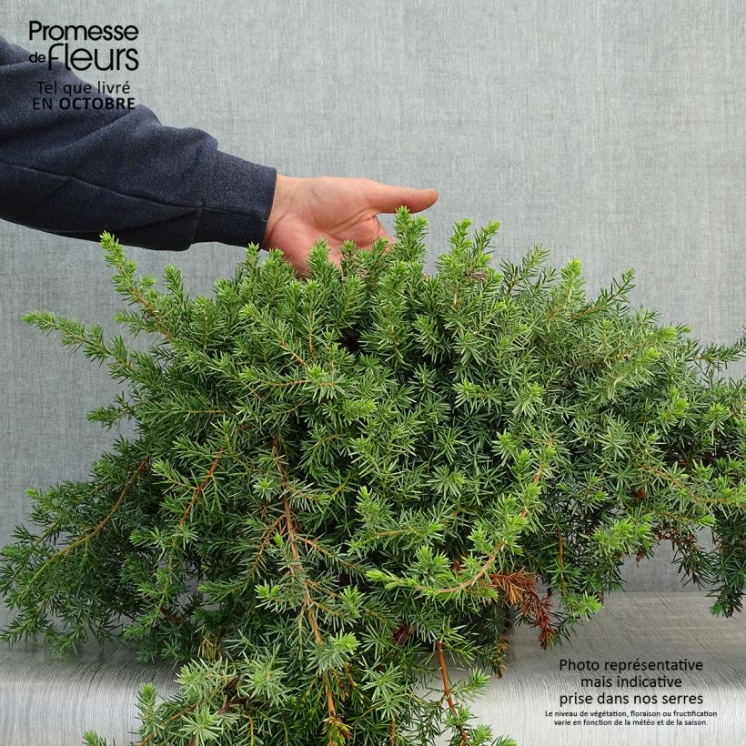 Exemplar von Juniperus conferta Blue Pacific Topf mit 7,5L/10L wie im Herbst geliefert