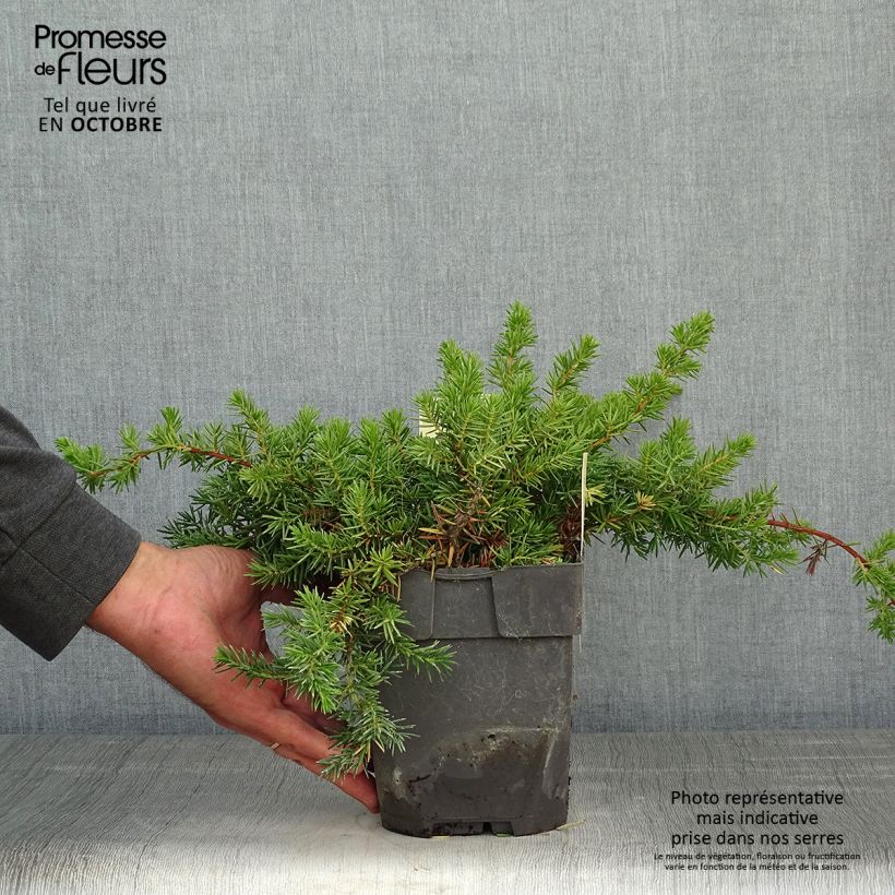 Exemplar von Juniperus conferta Blue Pacific Topf mit 2L/3L wie im Herbst geliefert