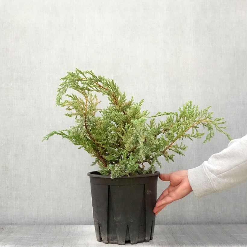 Exemplar von Juniperus squamata Blue Carpet Topf mit 4L/5L wie im Sommer geliefert