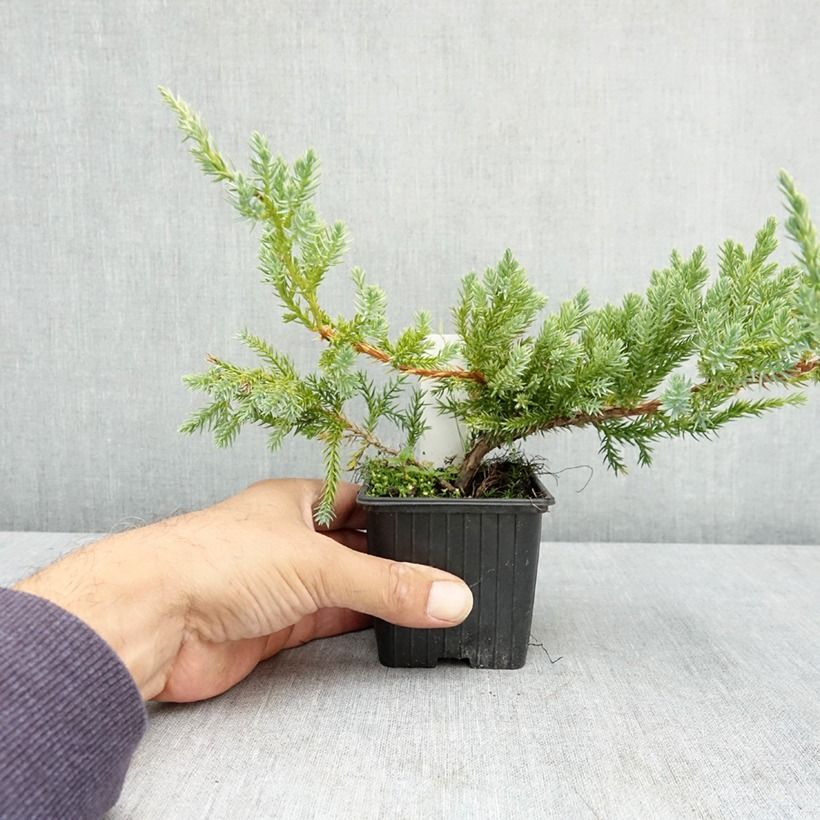 Exemplar von Juniperus squamata Blue Carpet Kleine Töpfe von 7/8 cm wie im Sommer geliefert