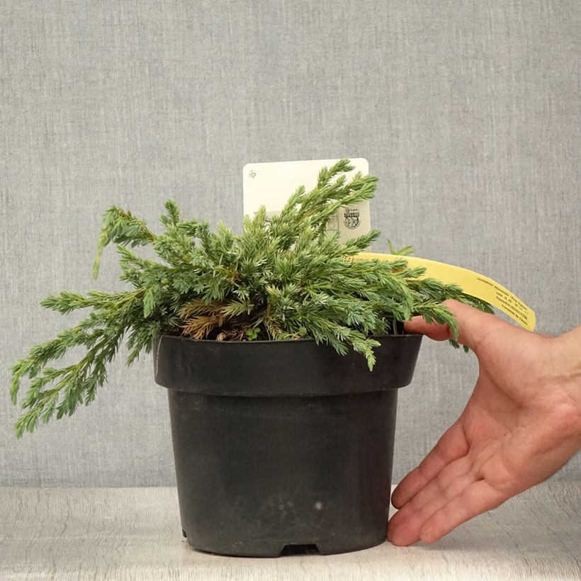 Exemplar von Juniperus squamata Blue Spider Topf mit 2L/3L wie im Sommer geliefert