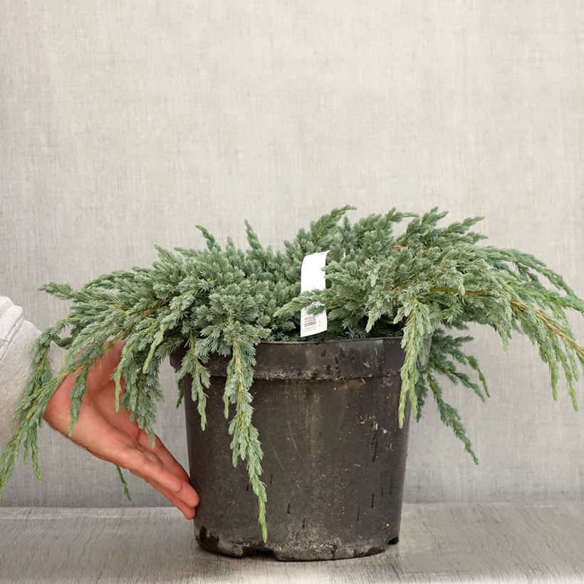 Exemplar von Juniperus squamata Blue Spider Topf mit 7,5L/10L wie im Herbst geliefert