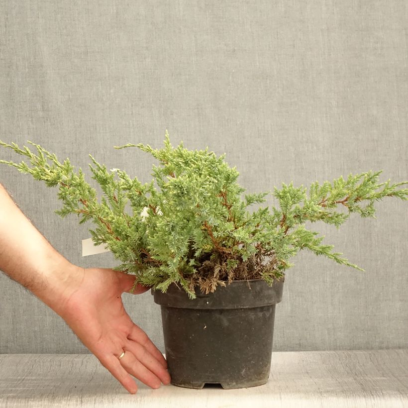 Exemplar von Juniperus squamata Dream Joy Topf mit 2L/3L wie im Sommer geliefert