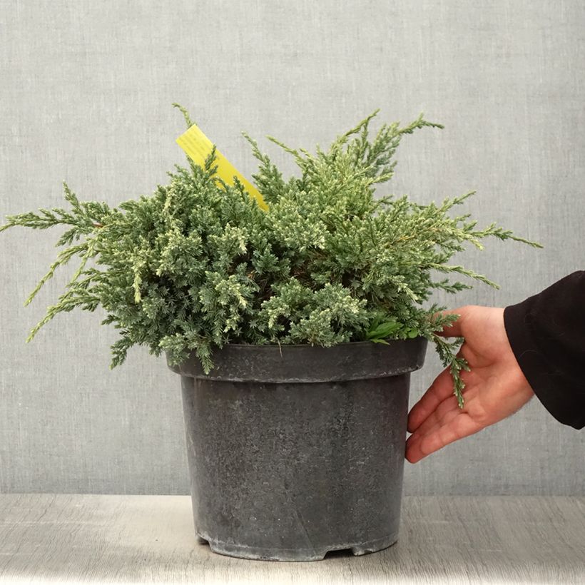 Exemplar von Juniperus squamata Dream Joy Topf mit 7,5L/10L wie im Frühjahr geliefert