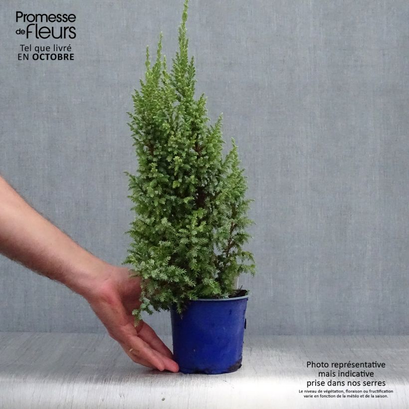 Exemplar von Juniperus squamata Loderi Topf mit 2L/3L wie im Herbst geliefert