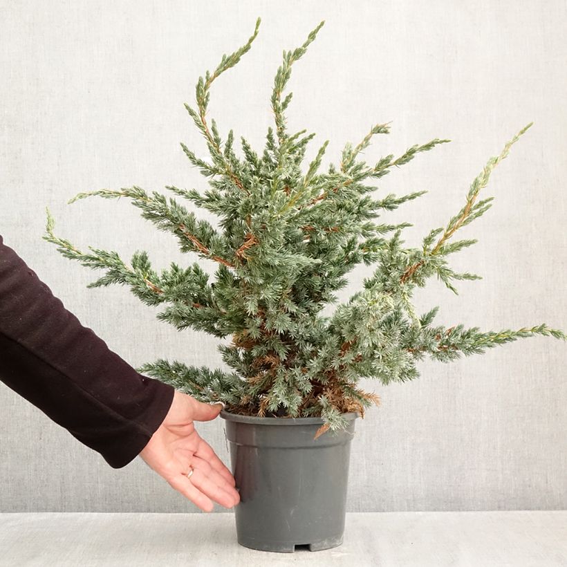 Exemplar von Juniperus squamata Meyeri Topf mit 3L/4L wie im Herbst geliefert