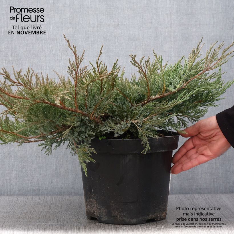Exemplar von Juniperus horizontalis Agnieszka Topf mit 7,5L/10L wie im Herbst geliefert