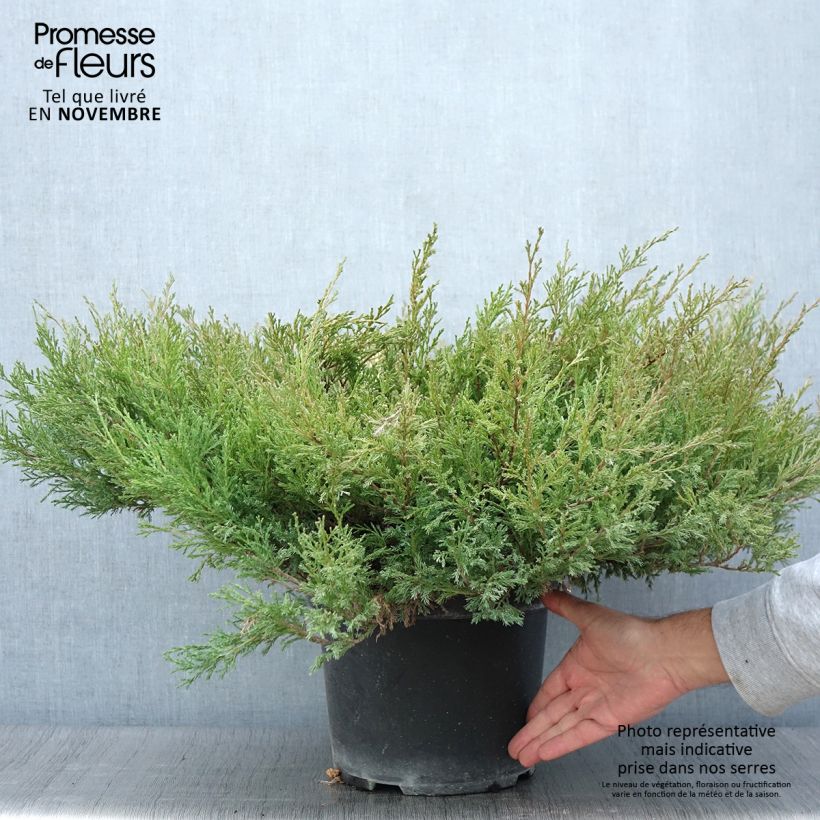 Exemplar von Juniperus horizontalis Andorra Compact Topf mit 7,5L/10L wie im Herbst geliefert