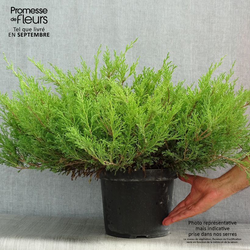Exemplar von Juniperus horizontalis Andorra Compact Topf mit 7,5L/10L wie im Sommer geliefert