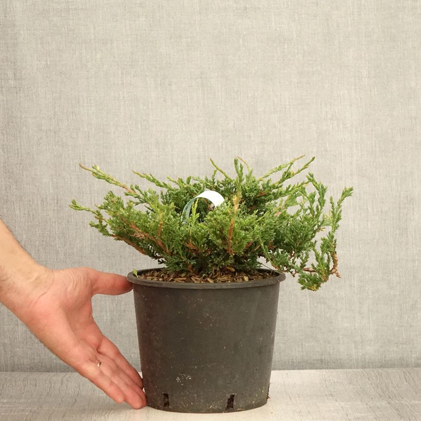 Exemplar von Juniperus horizontalis Prince Of Wales Topf mit 2L/3L wie im Sommer geliefert