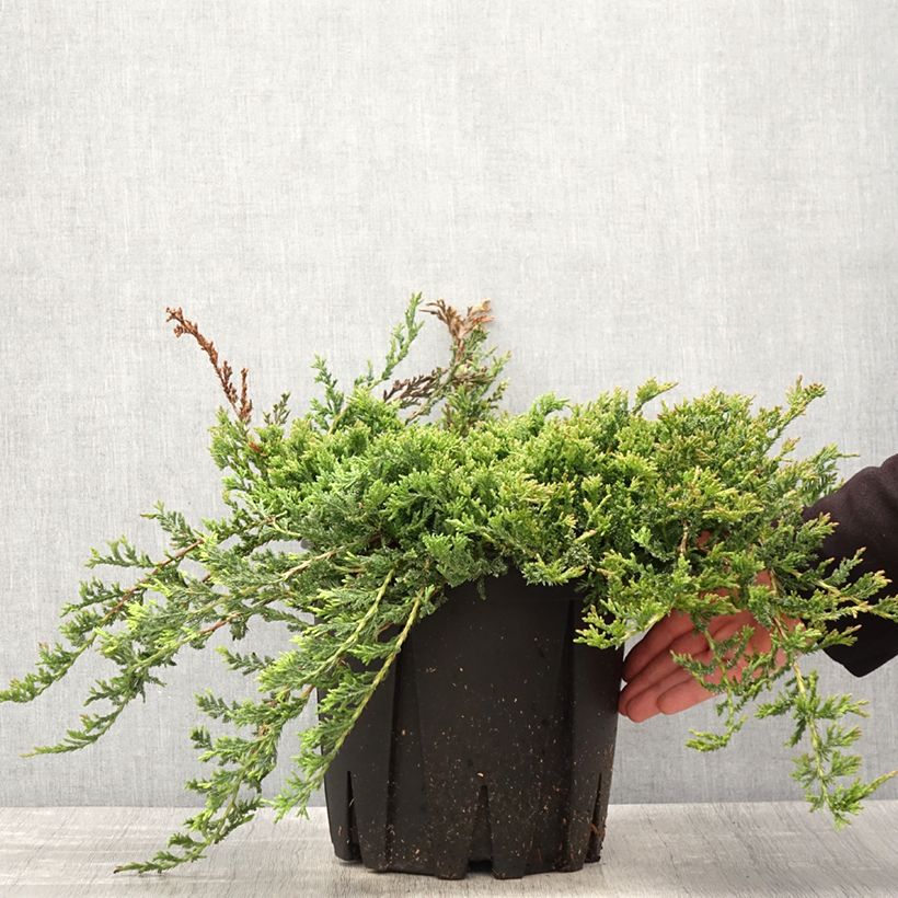 Example of Juniperus horizontalis Prince Of Wales Topf mit 7,5L/10L as you get in printemps