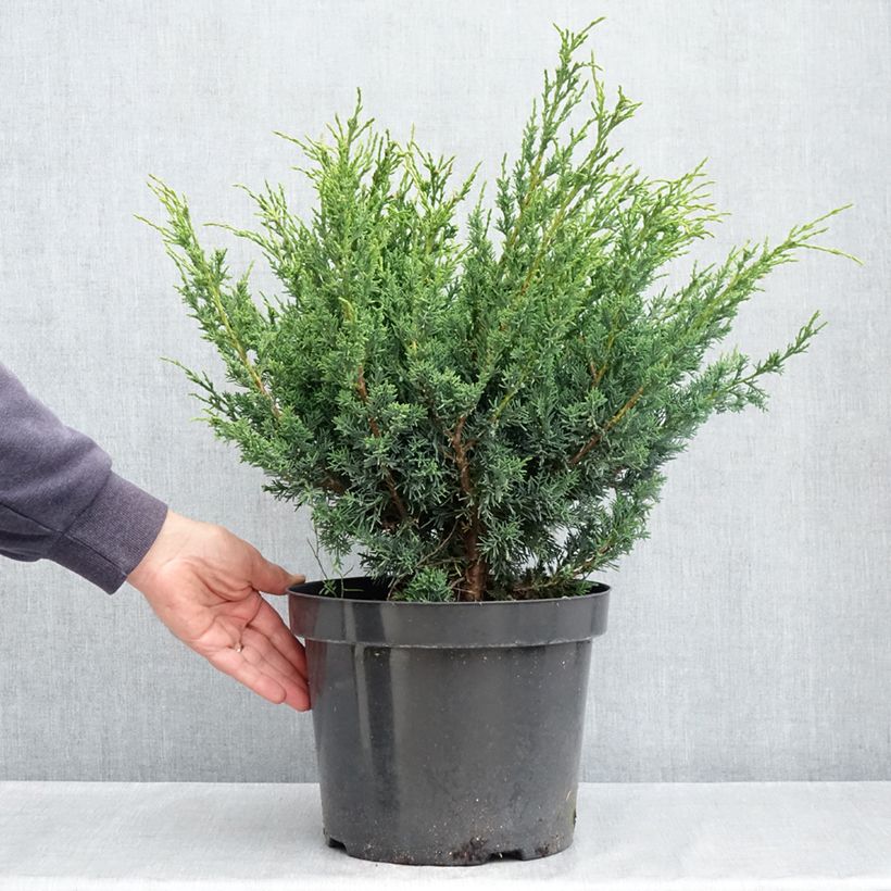 Example of Juniperus chinensis Blaauw Topf mit 7,5L/10L as you get in printemps
